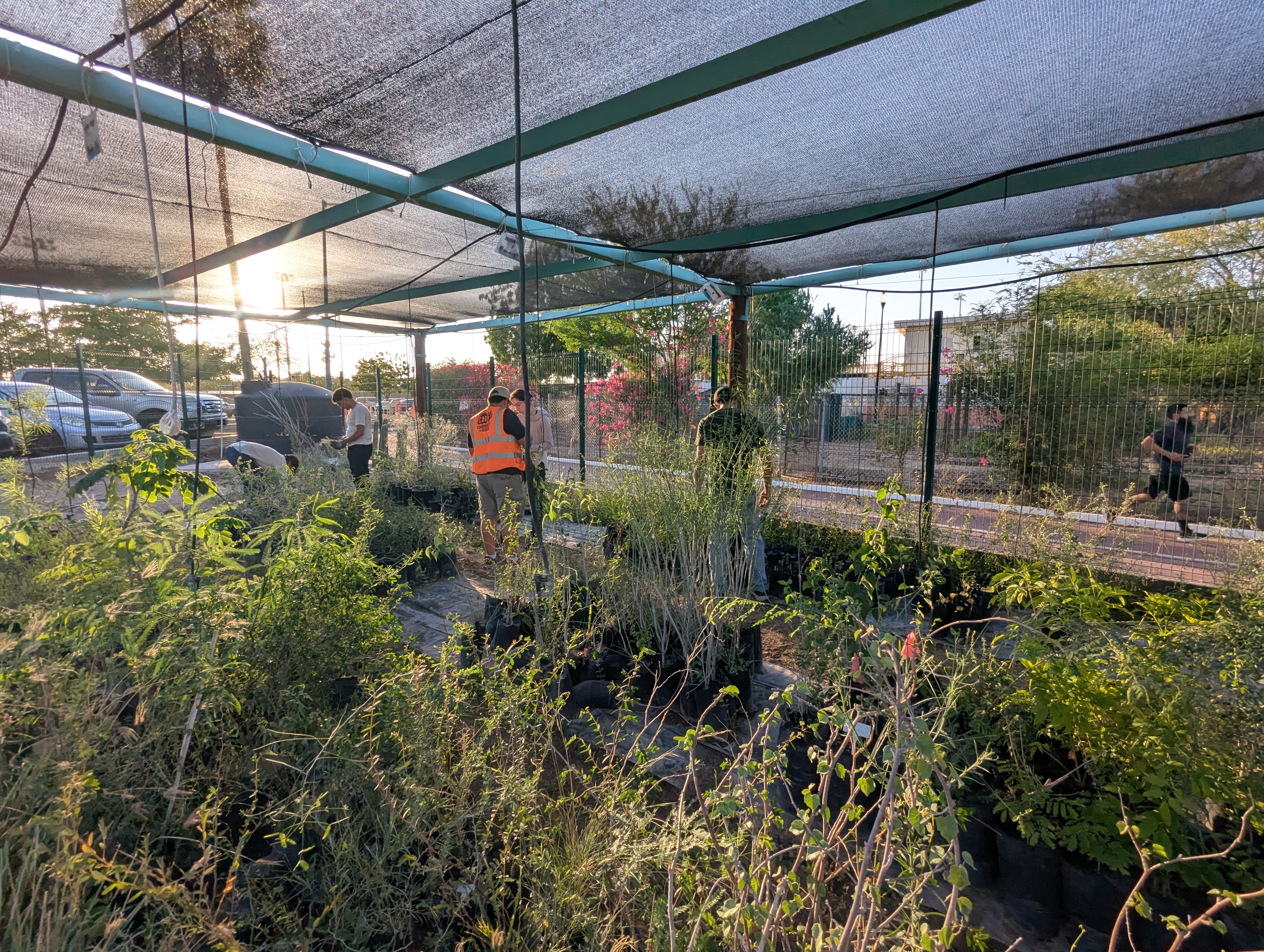 Germinativa